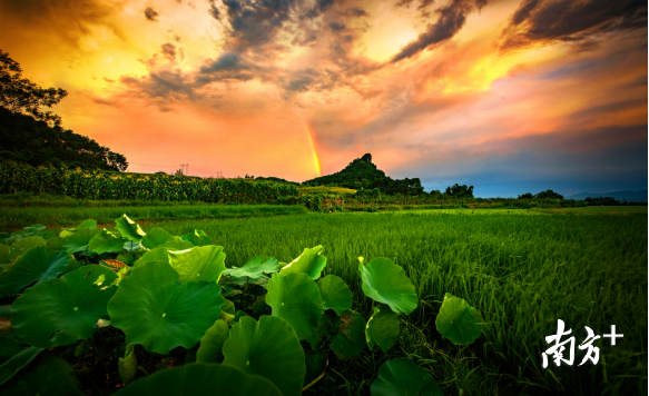 巾峰綠海。成堅強(qiáng) 攝