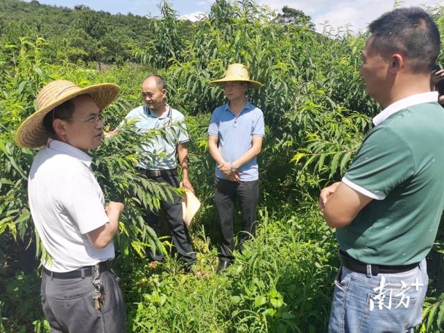 九陂鎮(zhèn)農(nóng)業(yè)綜合服務(wù)中心主任、農(nóng)藝師成忠雄提出水果災(zāi)后管理意見。