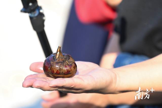 大富頭村所產(chǎn)馬蹄個頭大，清甜無渣。張曉欣 攝