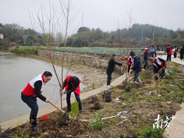 植樹現(xiàn)場。