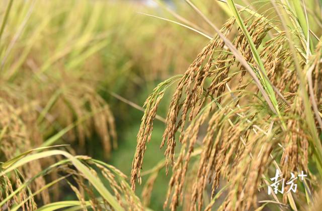 保安鎮(zhèn)建成800畝富硒絲苗米基地和1100畝富硒香芋種植區(qū)，帶動村民增收。黃津 攝