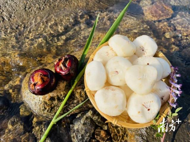 清甜無(wú)渣的大富頭村馬蹄。