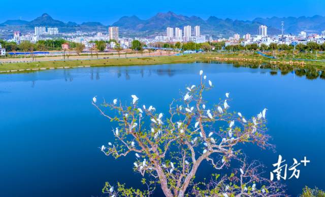 鳥類是“藍(lán)天精靈”，愛鳥護(hù)鳥，人人有責(zé)。羅敏 攝