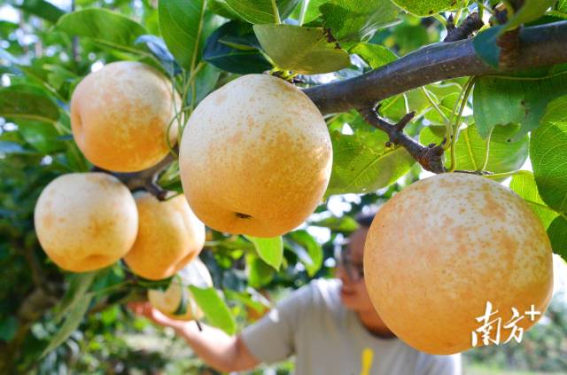 九陂鎮(zhèn)“花果經(jīng)濟(jì)”成效喜人。黃津 攝