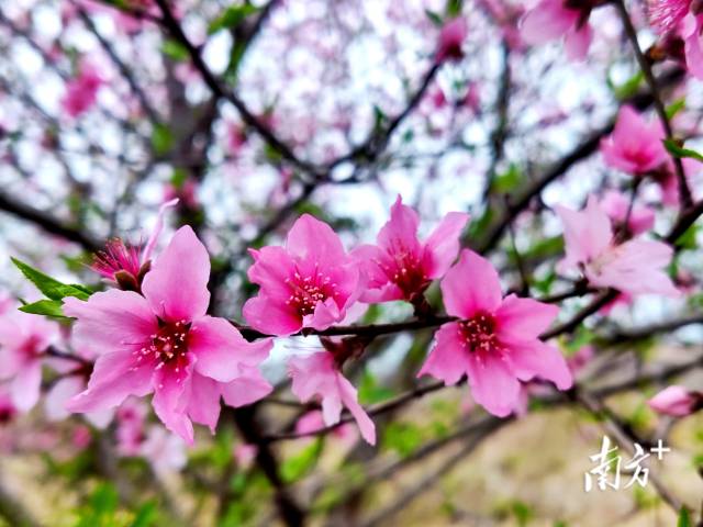 連州桃花花開正艷。黃瀅 攝