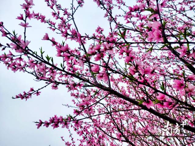 連片的桃花綴滿枝頭，成為連州鄉(xiāng)村最動人的底色。黃瀅 攝