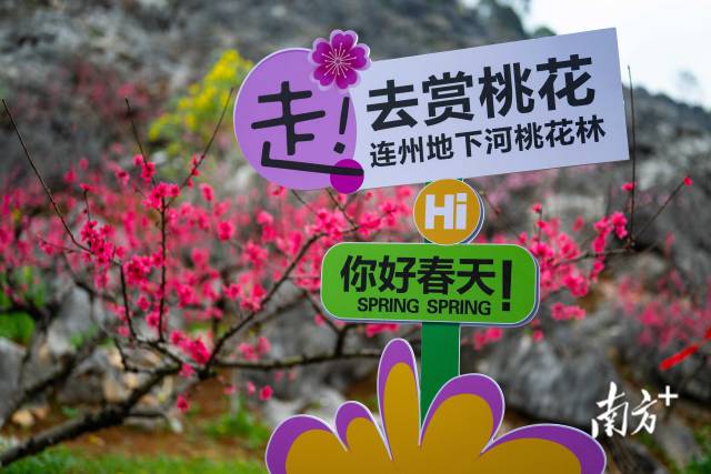 眼下正值連州桃花最佳觀賞期。愛地旅游 供圖